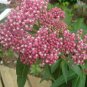 BULK BUTTERFLY FLOWER (Milkweed) dark pink Asclepia incarnata 100 seeds