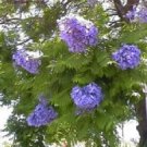 BLUE JACARANDA MIMOSIFOLIA flowering tree 10 seeds