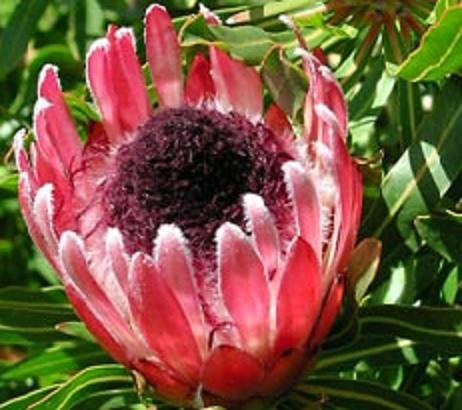 PROTEA LONGIFOLIA dwarf variety 5 seeds