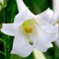 Formosa LILY LILIUM FORMOSANUM very fragrant 10 seeds