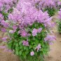 LATE LILAC SYRINGA VILLOSA extremly fragrant 15 seeds