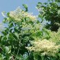JAPANESE TREE LILAC SYRINGA RETICULATA  fragant 15 seeds