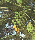 BULK - MELON TREE - CARICA PAPAYA 100 seeds