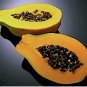 BULK - MELON TREE - CARICA PAPAYA 100 seeds