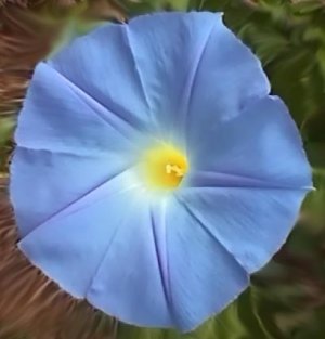 IPOMOEA TRICOLOR MORNING GLORY HEAVENLY BLUE 60 seeds