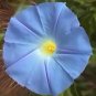 BULK - organic IPOMOEA TRICOLOR MORNING GLORY HEAVENLY BLUE 600 seeds