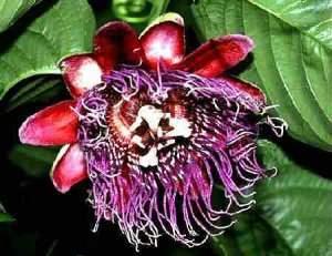 9 different PASSION VINES FLOWERS Passiflora mix very exotic 45 seeds