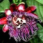 9 different PASSION VINES FLOWERS Passiflora mix very exotic 45 seeds