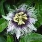 9 different PASSION VINES FLOWERS Passiflora mix very exotic 45 seeds