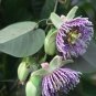 9 different PASSION VINES FLOWERS Passiflora mix very exotic 45 seeds