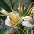 YELLOW GINGER Hedychium Flavum extremely fragrant 10 seeds