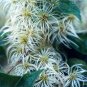 White CLEMATIS VIRGINIA fully hardy 20 seeds