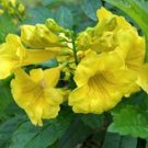YELLOW BELLS  TRUMPET FLOWER  TECOMA STANS 10 seeds
