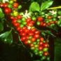 COFFEA ARABICA COFFEE frost hardy 50 seeds