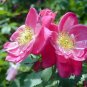 RED LEAF ROSE rosa rubrifolia glauca shrub rose 10 seeds