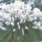 PAMPAS GRASS WHITE Cortaderia selloana 50 seeds
