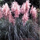 PAMPAS GRASS PINK Cortaderia jubata 50 seeds