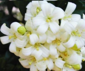 ORANGE JASMINE MURRAYA PANICULATA very fragant 10 seeds