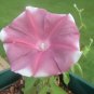 Over 20 diff. rare & unusual MORNING GLORIES MIX 100 seeds