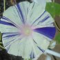 Over 20 diff. rare & unusual MORNING GLORIES MIX 100 seeds