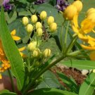 ORANGE BUTTERFLY FLOWER (WEED) perennial Asclepia tuberosa 10 seeds