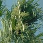 BULK MEXICAN FAN PALM WASHINGTONIA ROBUSTA 100 seeds