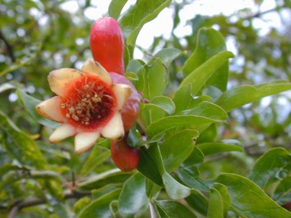 Dwarf Pomegranate Punica Granatum 10 Seeds