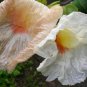 CREPE GINGER Costus speciosus attractive shrub 10 seeds
