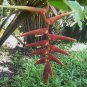 Heliconia sclerotricha 10 seeds