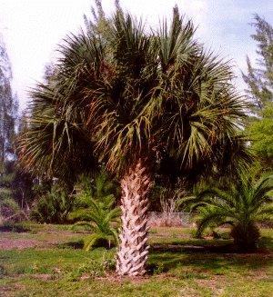 SABAL PALMETTO, CABBAGE PALM cold hardy 10 seeds