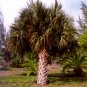 SABAL PALMETTO, CABBAGE PALM cold hardy 10 seeds