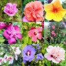 HIBISCUS SYRIACUS - ROSE OF SHARON variety mix 10 seeds