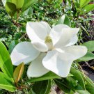 BULK Southern Magnolia, Magnolia grandiflora 100 stratified seeds