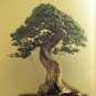 EUROPEAN OLIVE TREE - OLEA EUROPAEA perfect as bonsai 10 seeds