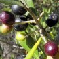 EUROPEAN OLIVE TREE - OLEA EUROPAEA perfect as bonsai 10 seeds