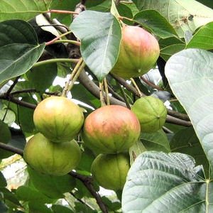 TUNG OIL TREE ALEURITES FORDII china wood tree 2 seeds