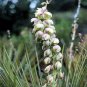 YUCCA GLAUCA Soapweed Yucca beargrass 10 seeds