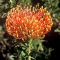 LEUCOSPERMUM CORDIFOLIUM Pincushion Protea 5 seeds
