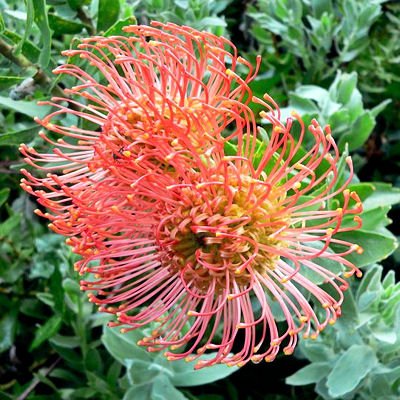 LEUCOSPERMUM CORDIFOLIUM Pincushion Protea 5 seeds