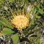 LEUCOSPERMUM MUIRII Pincushion Protea 5 seeds