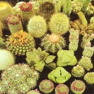 Cactus cacti variety mix 10 seeds