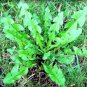 DANDELION organic Taxacum  high in Calcium 100 seeds