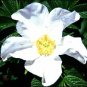 BULK WHITE JAPANESE ROSE - ROSA RUGOSA ALBA 100 seeds