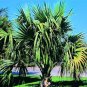 BULK SABAL MINOR DWARF BLUESTEM PALMETTO cold hardy 100 seeds