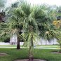 BULK LIVISTONA CHINENSIS CHINESE FAN PALM hardy 100 seeds