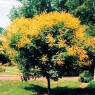 BULK GOLDEN RAIN TREE KOELREUTERIA PANICULATA 100 seeds