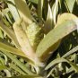 LEUCADENDRON EUCALYPTIFOLIUM fragrant conebush 5 seeds