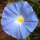 BULK - Organic IPOMOEA TRICOLOR MORNING GLORY HEAVENLY BLUE 6000 seeds