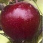 RED ROME APPLE TREE - self pollinating 10 seeds