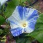IPOMOEA TRICOLOR Morning Glory Flying Saucer  20 seeds
